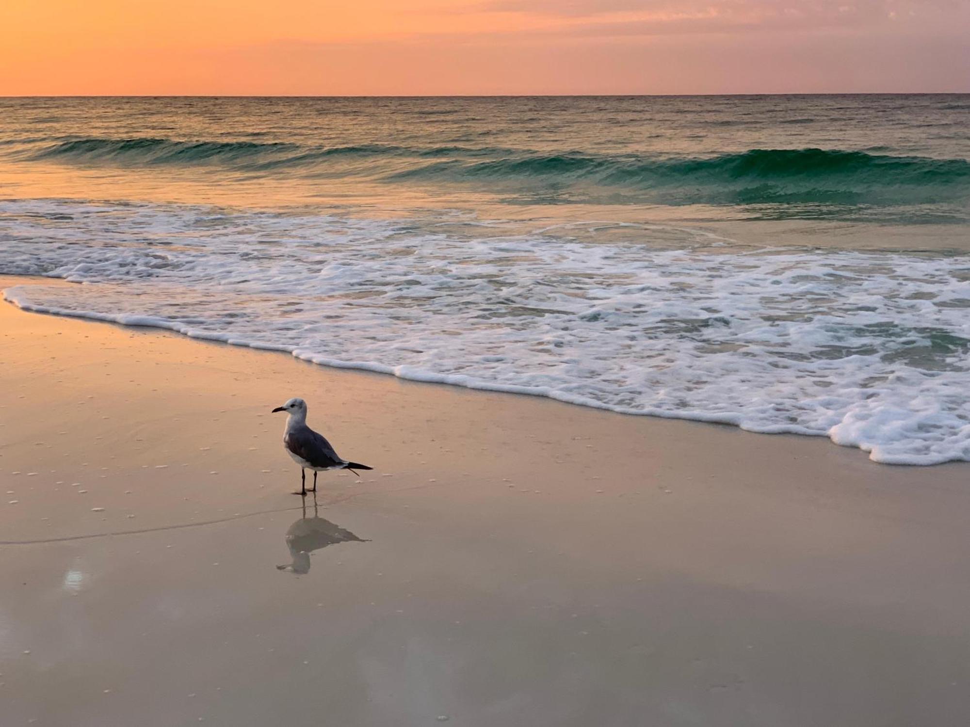 Villa Nautilus Unit 2407 Fort Walton Beach Esterno foto